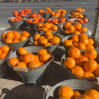 みかんの直売所🍊
ひとバケツ買ったらおまけに
白菜とキャベツ🥬とみかん🍊を下さいました。
びっくり。ありがとう😊