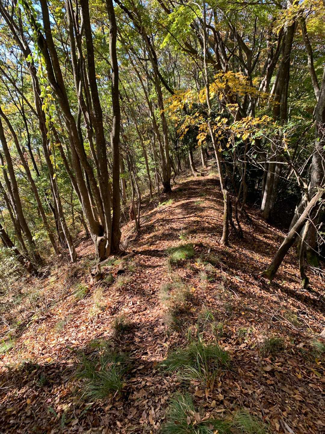 象山-奥象山-鞍骨山-天城山 周回コースの写真