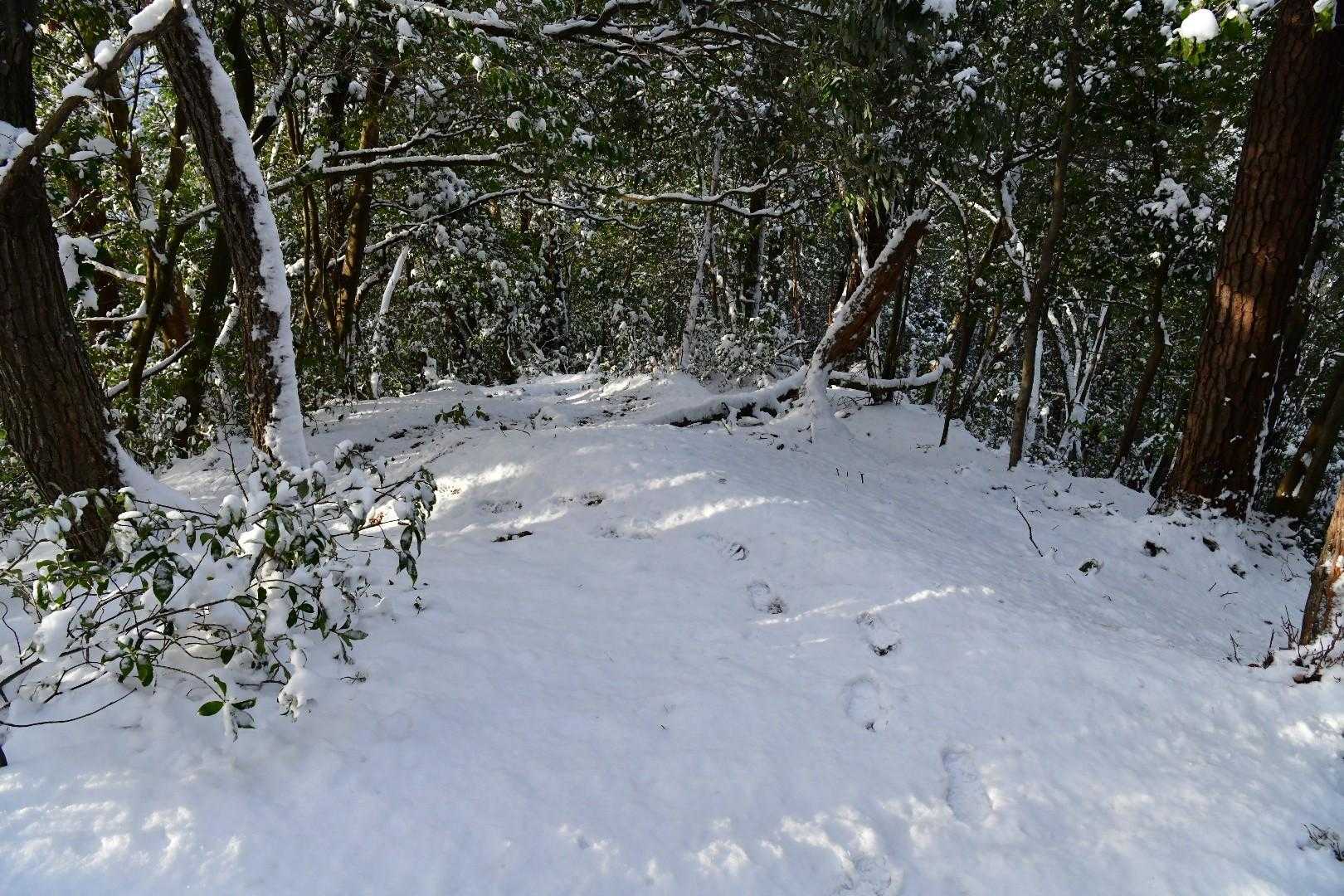 積雪量も増えてきた☃️