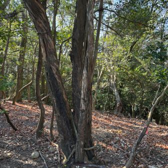 箕面山
大滝には親たしんでいたけどここを踏むのは初めてよ