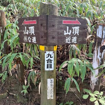 毎回右のルートを選んでいますが、左は本当に楽なのでしょうか。。