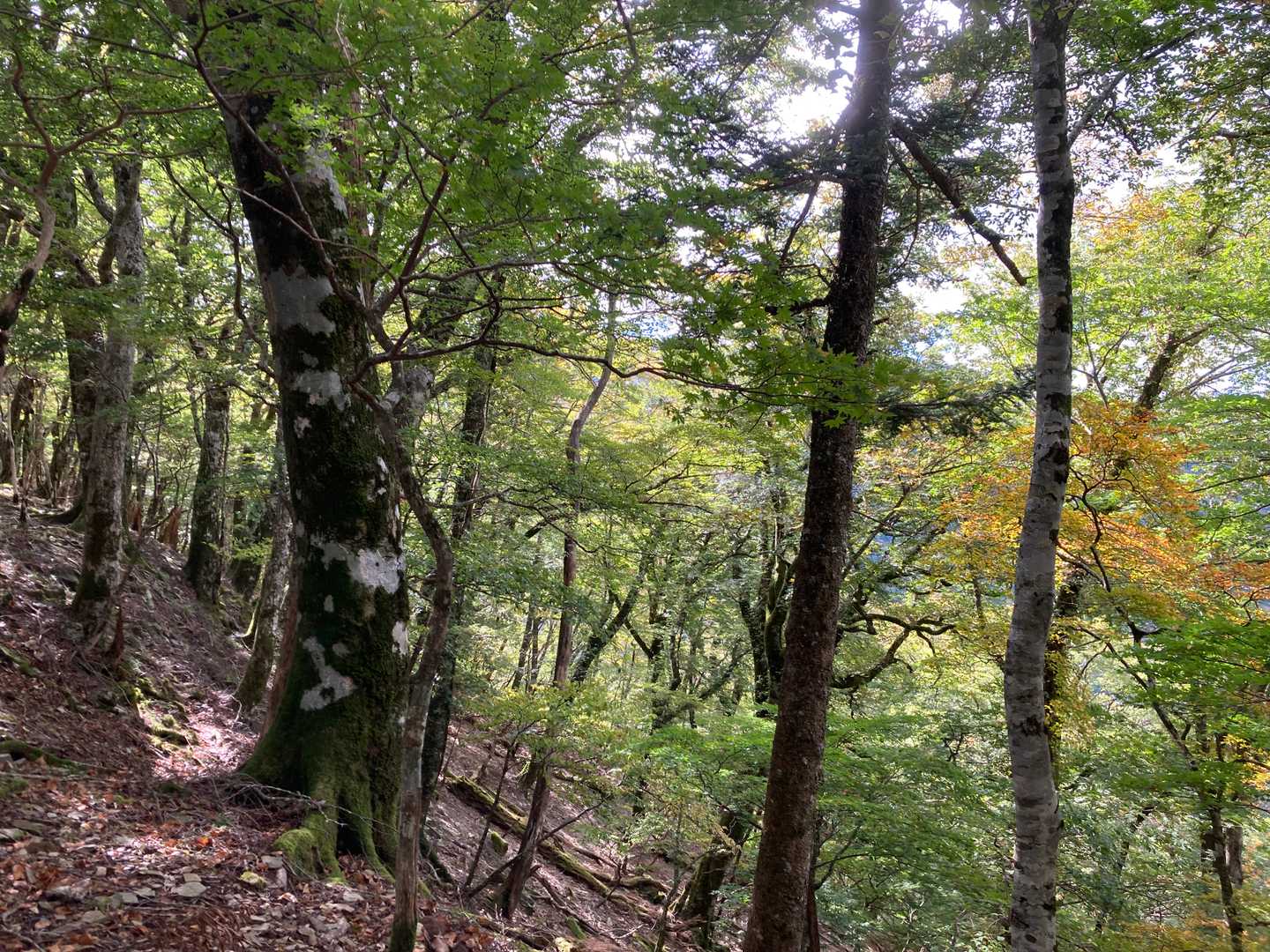 快適、樹林帯。無事に駐車場までおりてきました。お疲れさまでした。