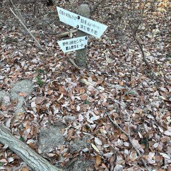 そして裏山ルートへ