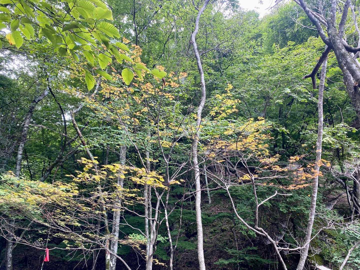 朝は暗くて気付きませんでしたが一部の紅葉も進んでいますね🍁
