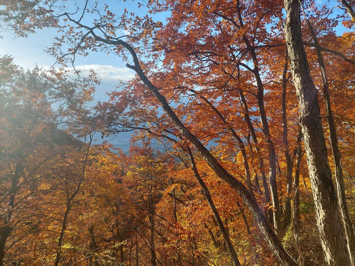 すばらしい紅葉だ。