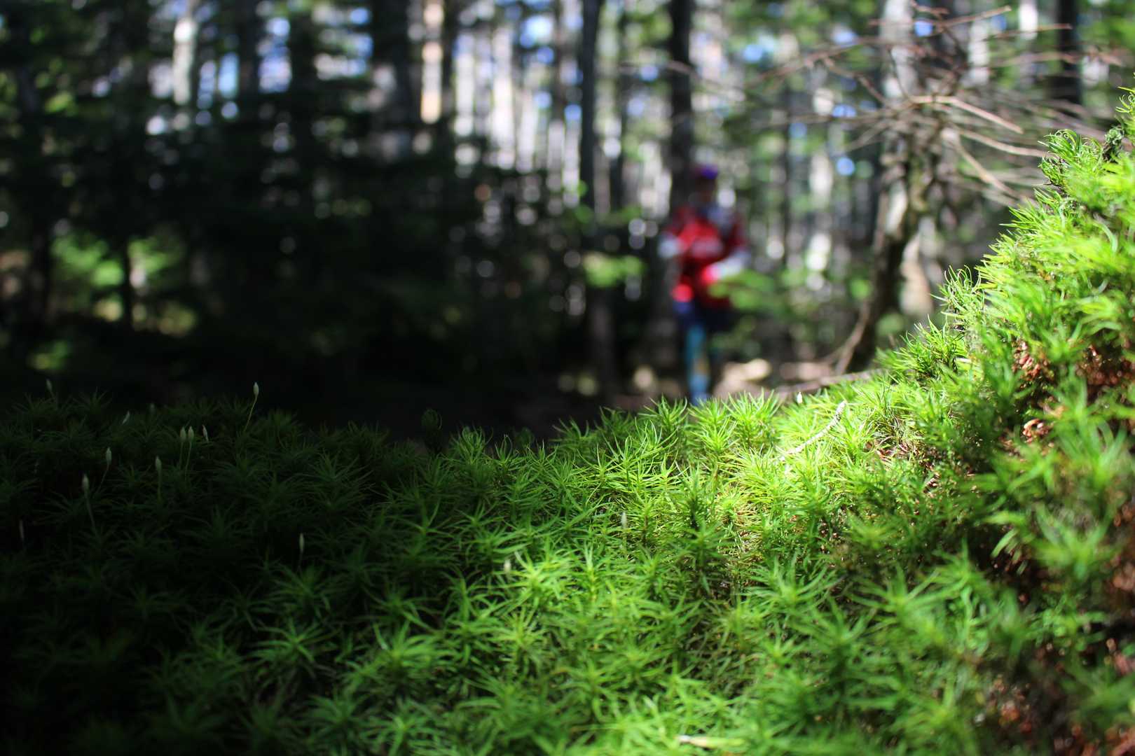 白駒池入口-ニュウ-中山峠 縦走コースの写真