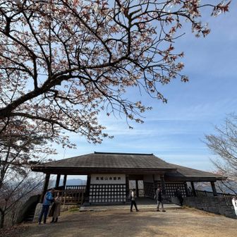 奥千本はまだまだ咲いてない感じなのでここで折り返しました