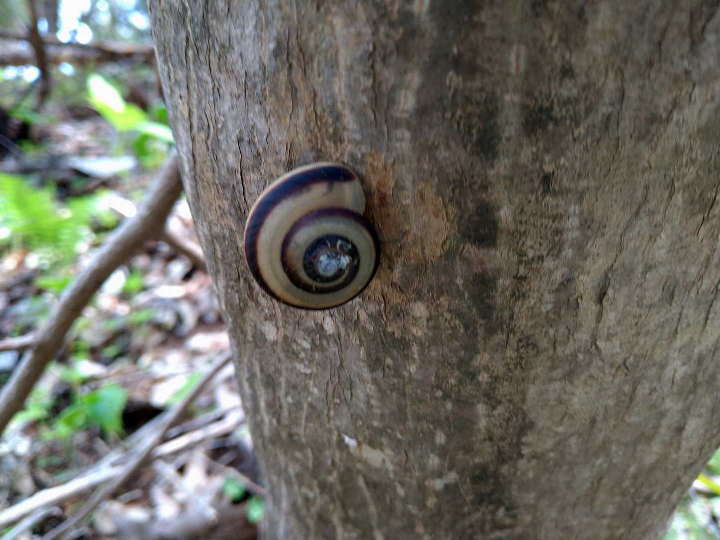 ひんやりとした木にﾋﾟｯﾀﾘ🐌