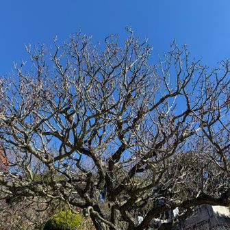 梅
スタンバイ中