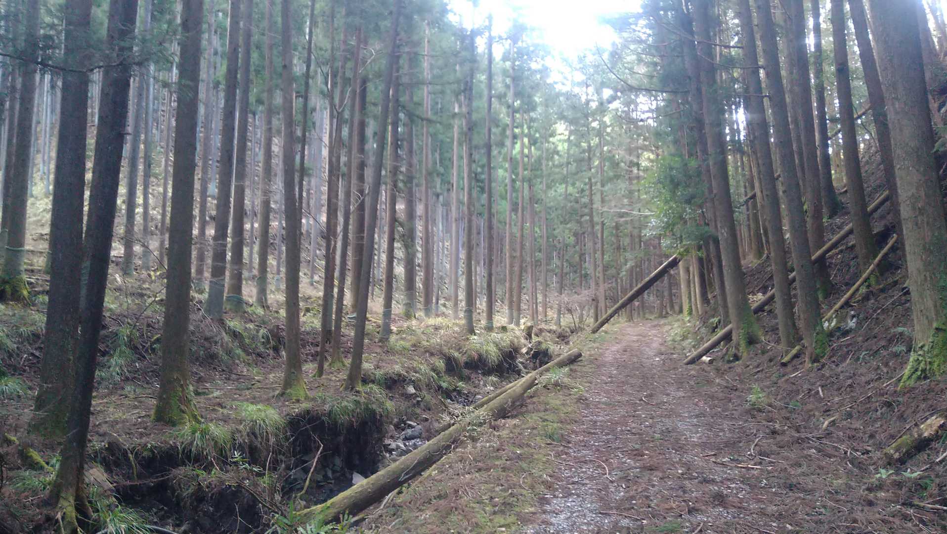 林道を進んでいきます