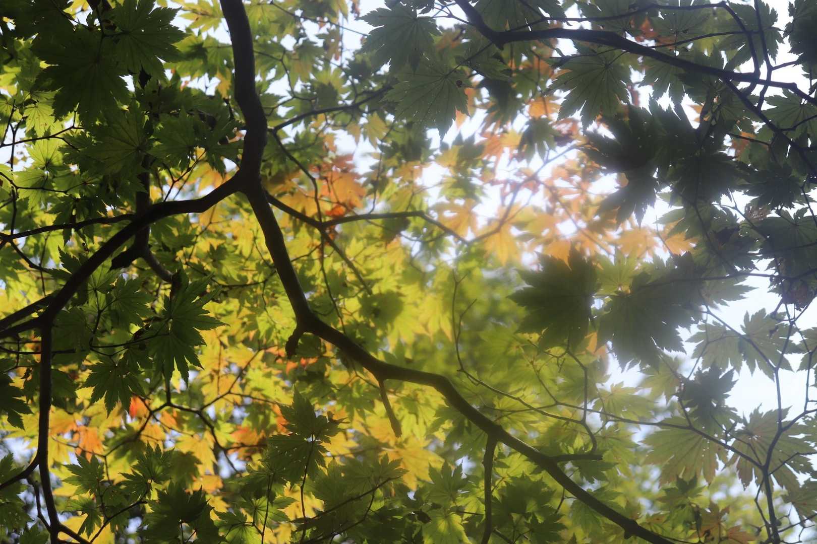 小さい秋見つけた