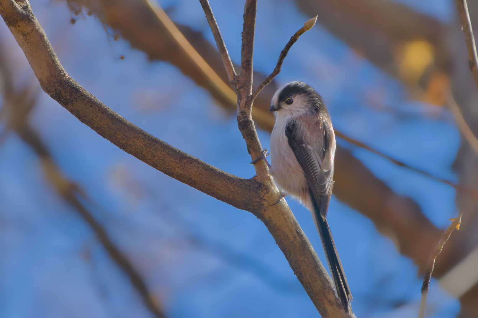 下りでもエナガ発見！📸