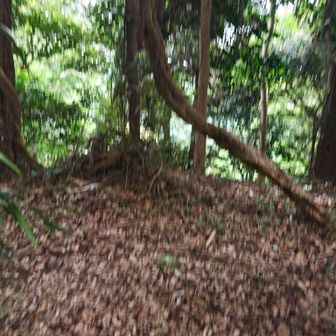 胡桃山山頂
