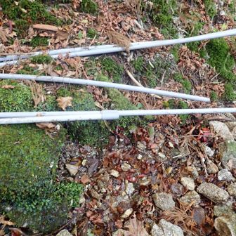 ほんのちょろっとしか出ていませんでした