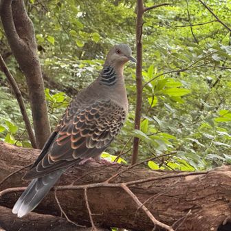 大人しい鳩🐦