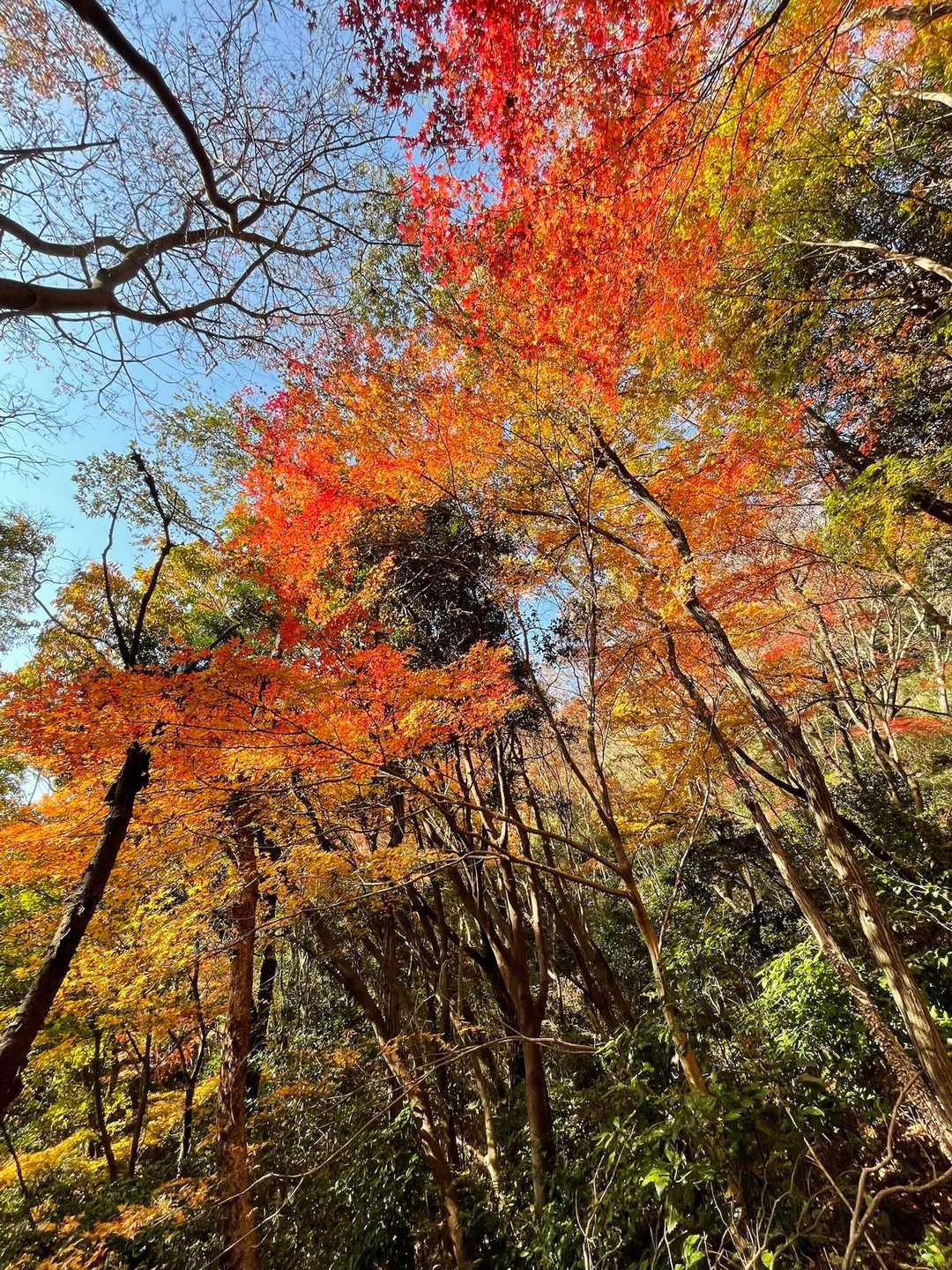 萌え萌え