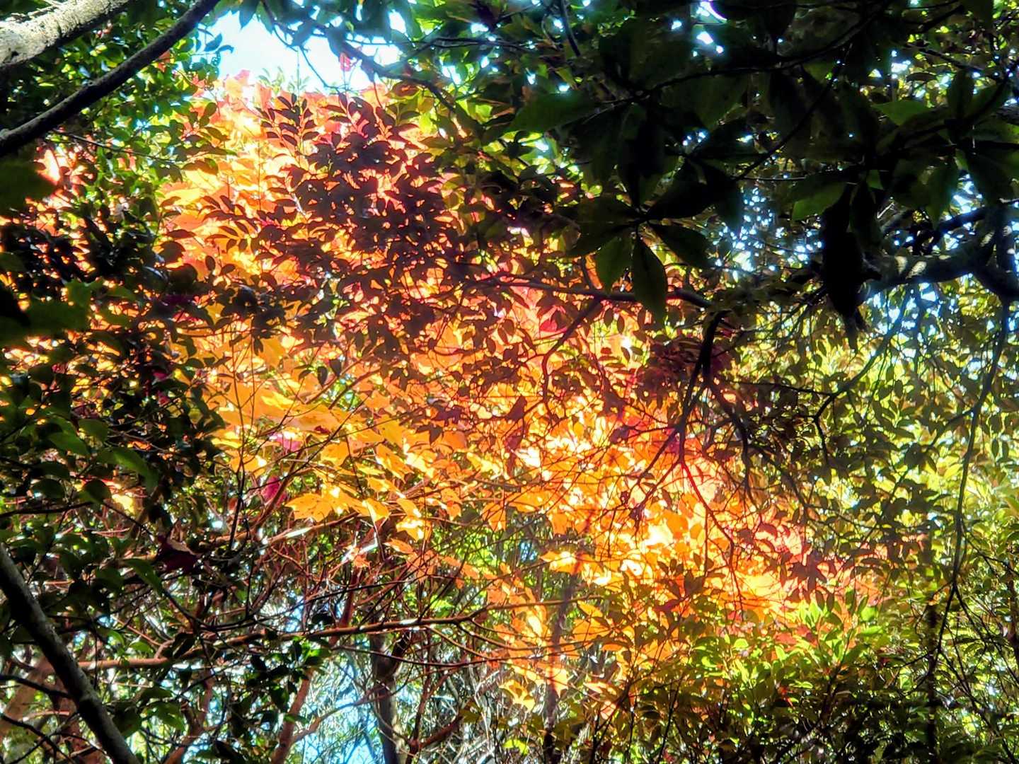 ひときわ輝いてる💛🧡🌿