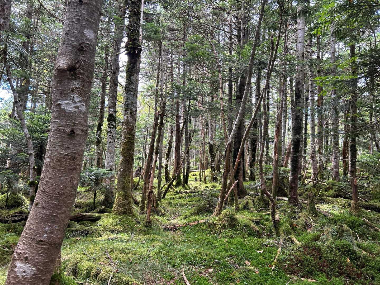 茶臼山を目指す。

苔がとってもキレイ🤩
