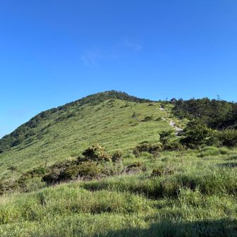 まずは鷲ヶ峰山頂を目指す。いきなりの笹薮スタート😅 朝露で笹が濡れており、ズボンはあっという間にびっしょり。