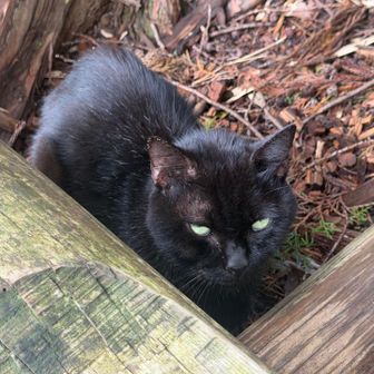 　大変人懐こい猫です。元の飼い主が迎えに来て欲しいです