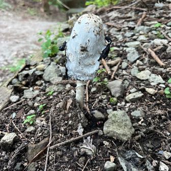 謎きのこ