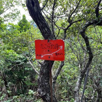 たこら北峰