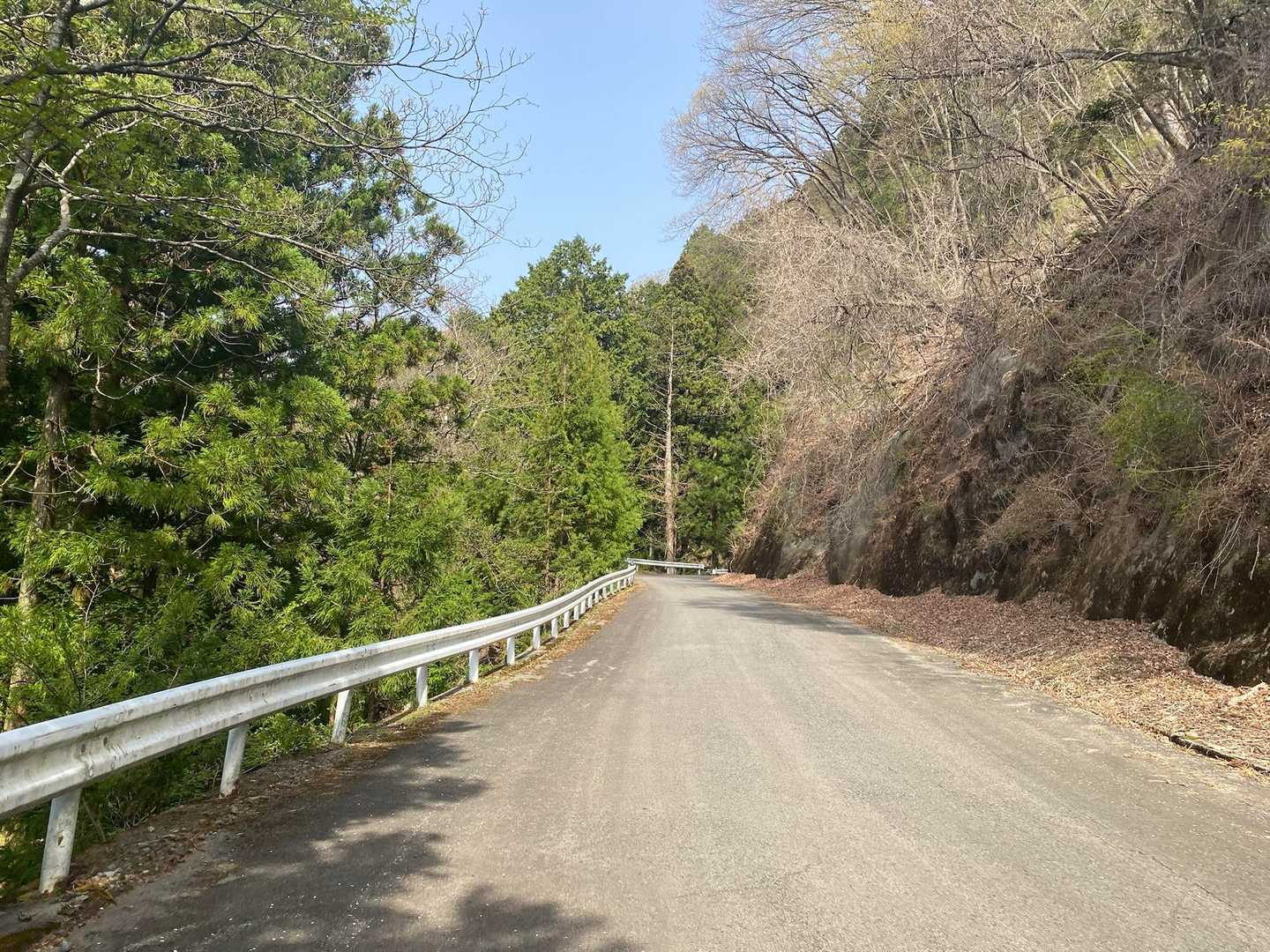群生地まではずっとアスファルトです。