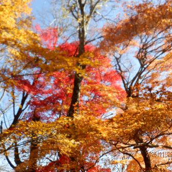 紅葉が見頃でした。