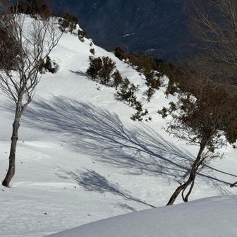 木の影がいい感じ