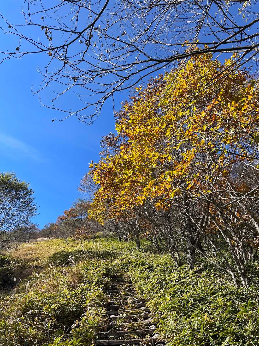 紅葉が綺麗で何度も振り返る。