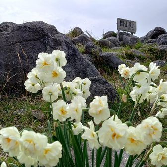 残念なことですが、花を獲ってた年配の女性がいました😞
