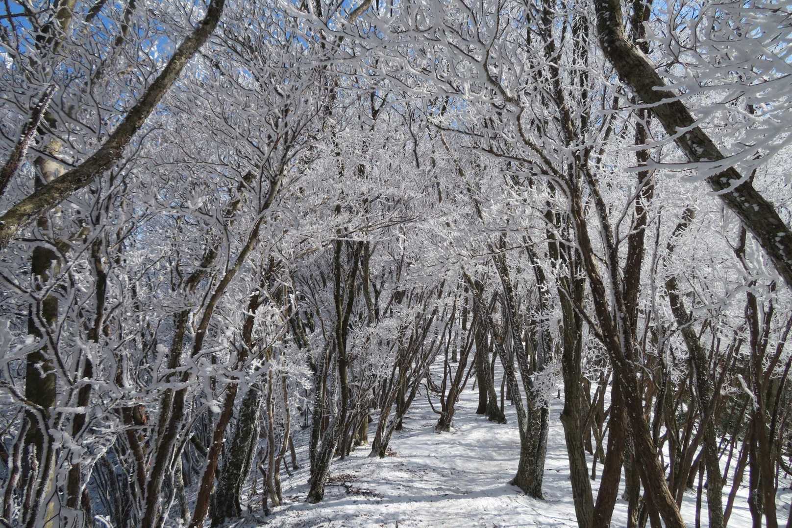 気持ちいい樹氷の林間