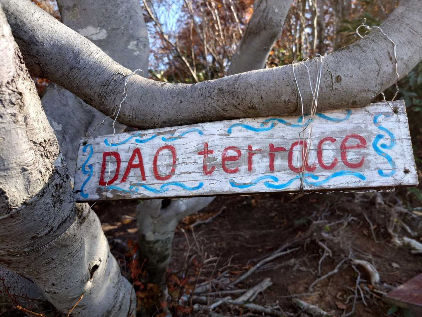 DAOテラスに