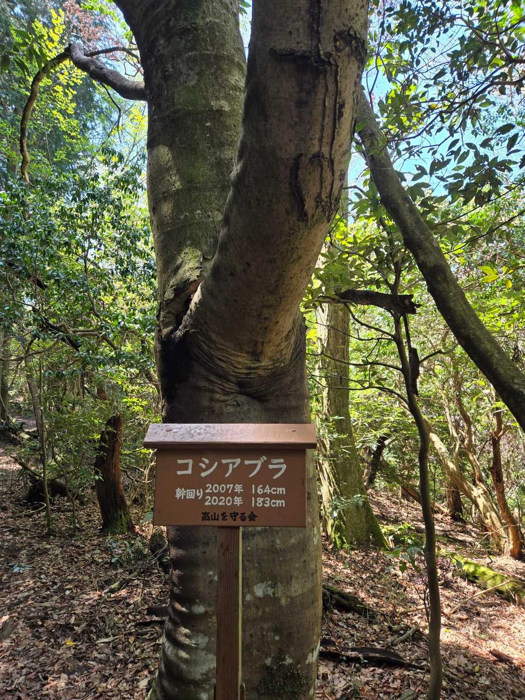 天ぷらが美味しいらしいですね。
