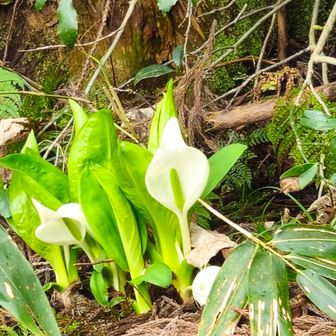 ミズバショウ