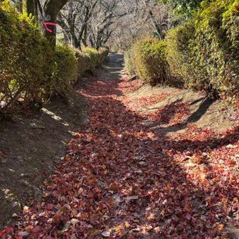 紅葉の絨毯を歩きます🍁🍁