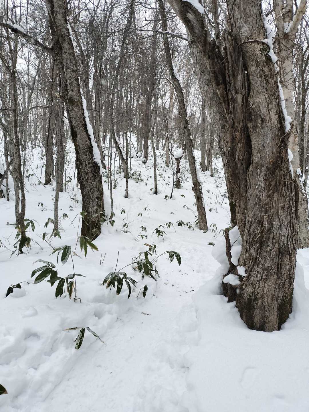 遊歩道はこの様に既に幅広の一級国道で歩きやすかったです