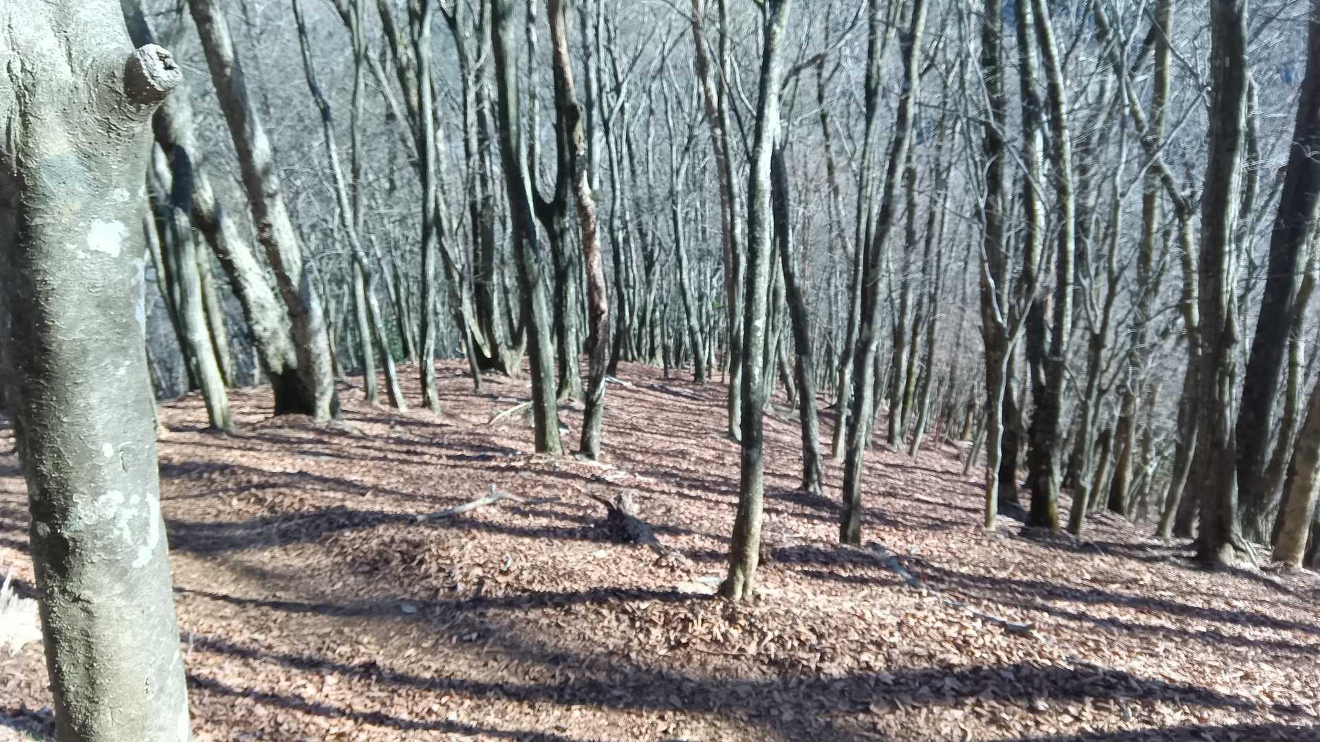 下山道
富士山見えなくなっちゃった〜
ピストンの方が良かったかも😅