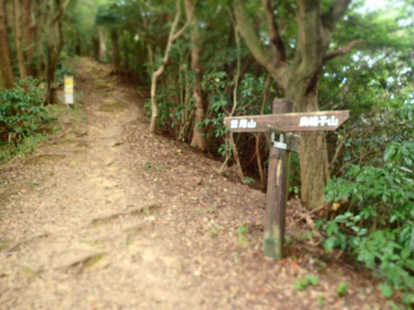 左側から登って来る道との合流点
コレから烏帽子山に向けて登りが
始まります🚶