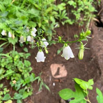 白いツリガネニンジン？
→シロバナツリガネニンジンらしい