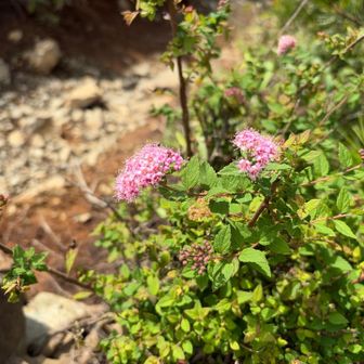 この花は見たことあるけど、名前は知らないお花…