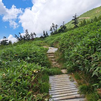 ヒザに優しい木道、これすごいよ（道間違えてます、40分ほど無駄に歩きましたｗ）