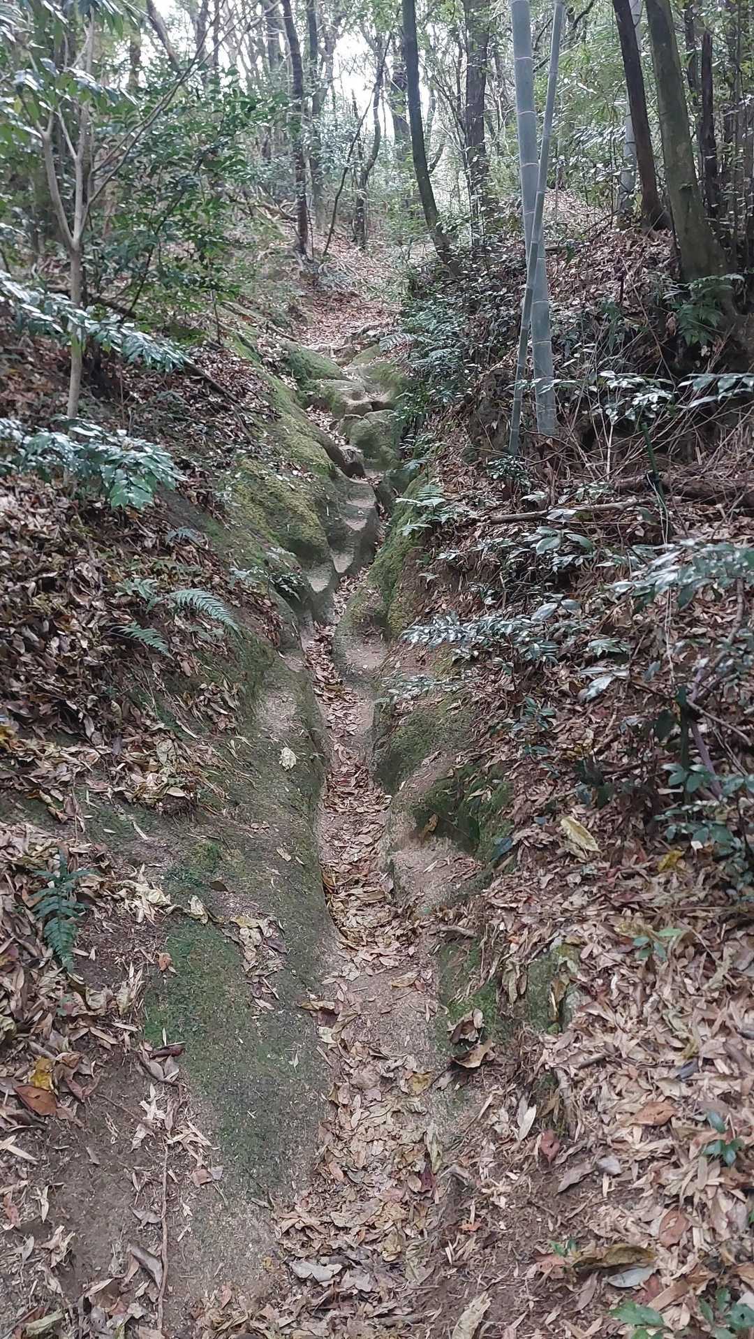 山道狭いけど歩き易い👌
