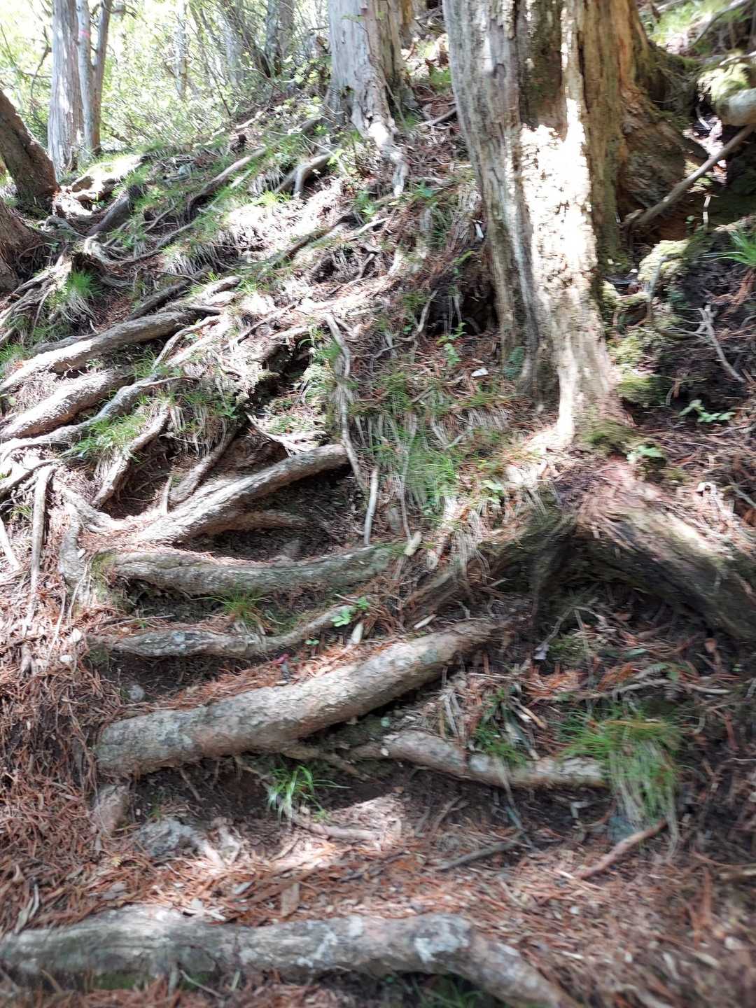 木の根階段