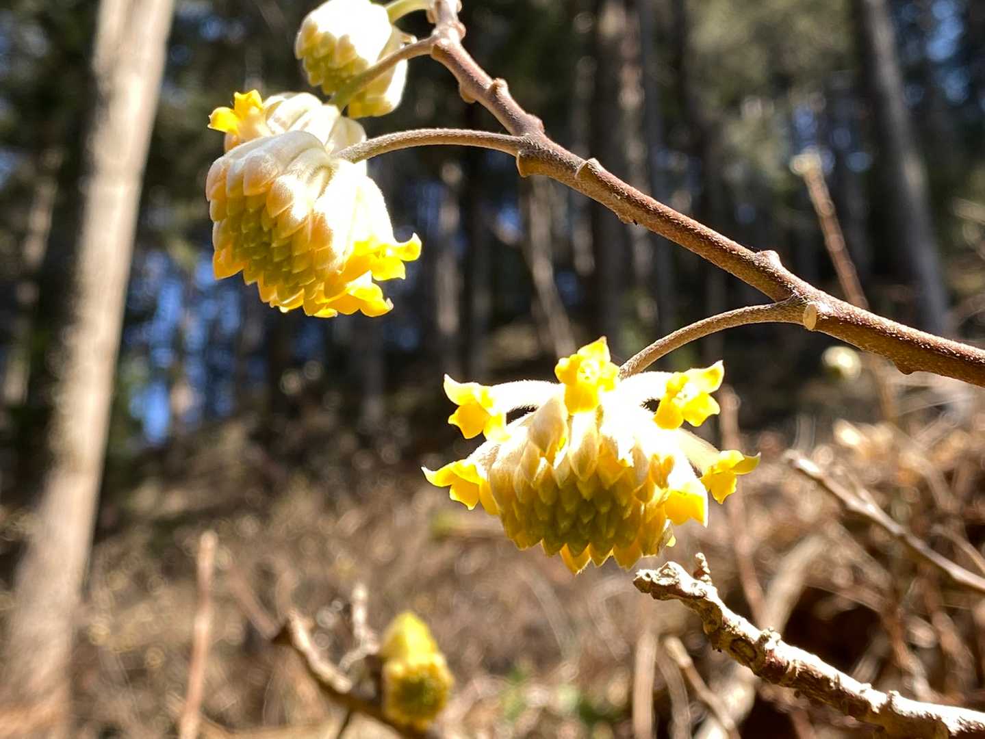 いい里さかがわ館-焼森山登山口-ミツマタの小径入口-鶏足山 往復コースの写真