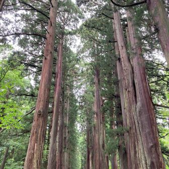 有名な並木道🌲🌲🌲