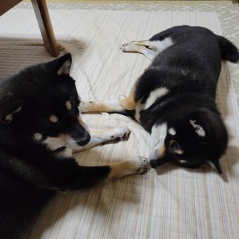 黒猫