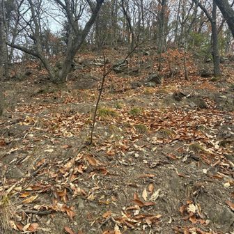 結構厳しい急登