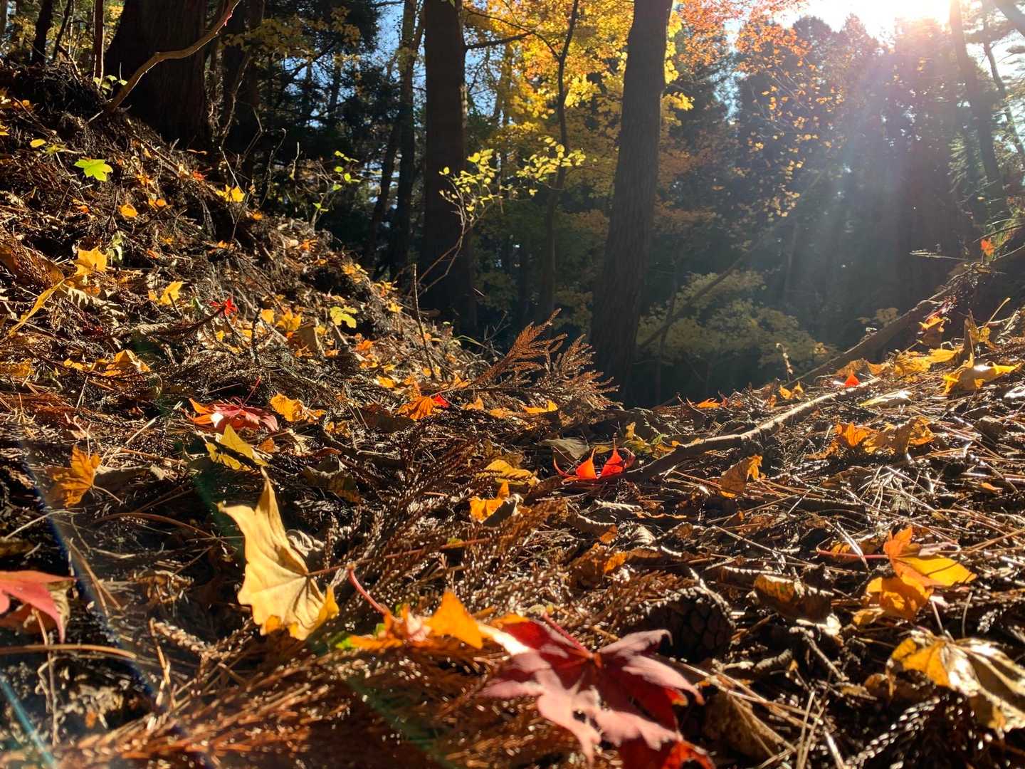 ✨
