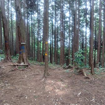 金毘羅山到着